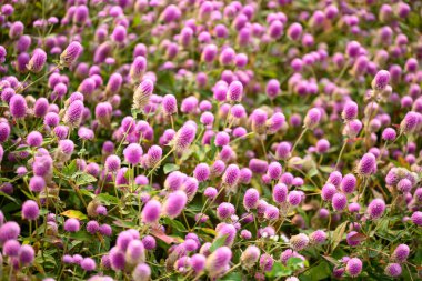 Bahçede açan güzel pembe Globe Amaranth çiçeği