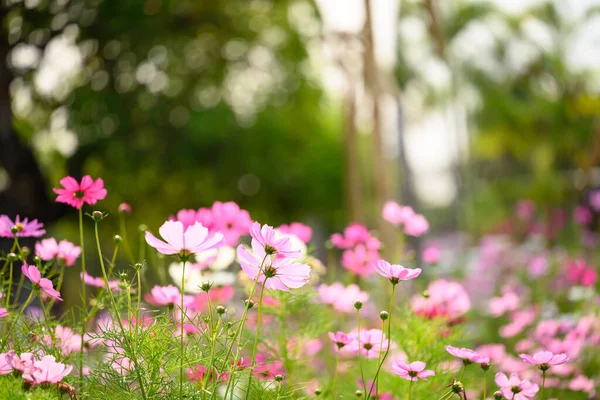 Hermosas Flores Cosmos Florecen Jardín Campo Flores Temporada Primavera —  Fotos de Stock
