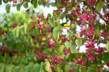 Güzel pembe çiçek ağacı (Bauhinia variegata), tropikal ağaç