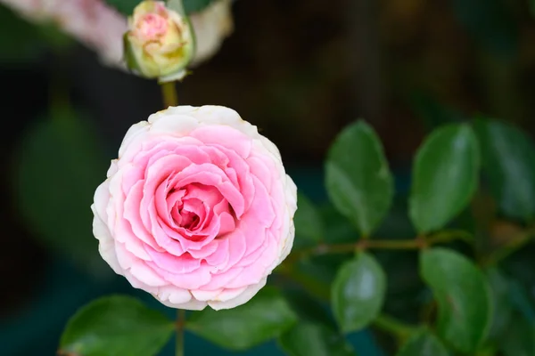 Belleza Rosas Rosas Flor Florecen Jardín Flores Decoración — Foto de Stock