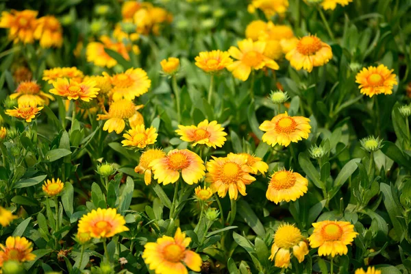 Gele Gaillardia Bloesem Tuin Voorjaarsseizoen Achtergrond — Stockfoto