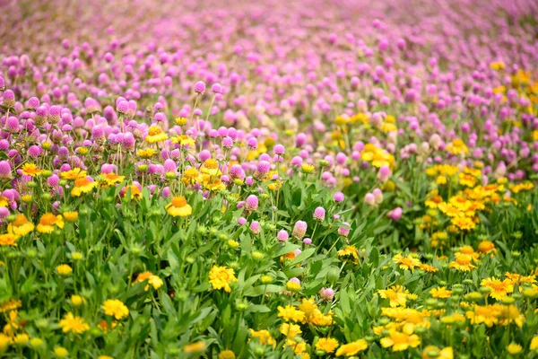 Beautiful Pink Globe Amaranth Flower Yellow Gaillardia Flower Garden Spring — Stock Photo, Image