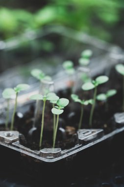 Küçük sebzeler ekmek için yeniden kullanılabilir DIY plastik yumurta paneli, evde sürdürülebilirlik konsepti