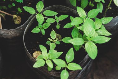 Plastik şişeler evde sebze yetiştirmek, yeniden kullanmak ve geri dönüşüm konseptleri için DIY su