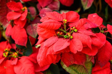 Kırmızı Poinsettia çiçeği (Euphorbia pulcherrima) ev bahçesinde çiçek açar