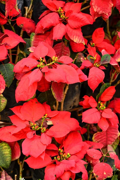 Fiore Poinsettia Rossa Euphorbia Pulcherrima Fioritura Nel Giardino Casa — Foto Stock