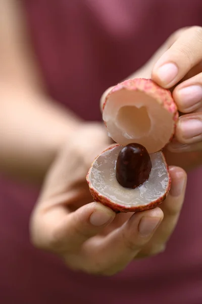 stock image Juicy lychee fruit holding by hand ready to eating, Tropical fruit in summer season