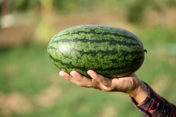 Watermelon Fruit Holding Farmer Hand Summer Season Tropical Fruit — Stock Photo, Image