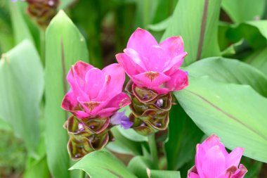 Yağmur mevsiminde açan Pembe Curcuma alismatifolia çiçeği veya Siyam lalesi, Tayland