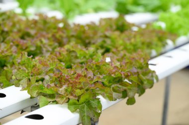 Serada yetişen bitkiler.