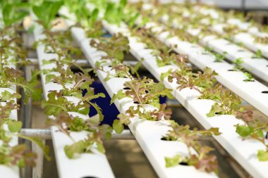 Serada yetişen bitkiler.