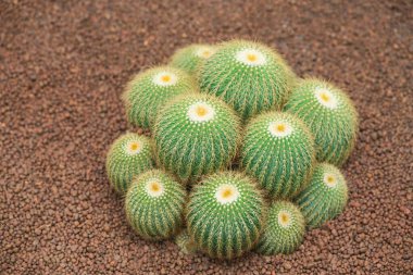 Yeşil Kaktüs bitkisi, Tropikal küçük ev bitkisi