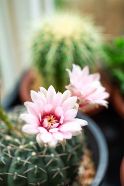 Kaktüs çiçeği, dekorasyon tropikal çiçek.