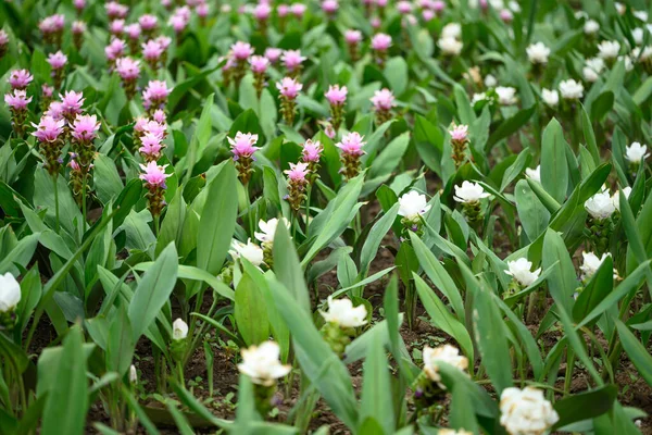 Biały Różowy Kwiat Kurkuma Alismatifolia Lub Tulipan Siam Kwitnący Porze — Zdjęcie stockowe