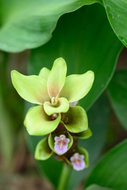 Yağmur mevsiminde açan Yeşil Curcuma alismatifolia çiçeği veya Siyam lalesi, Tayland