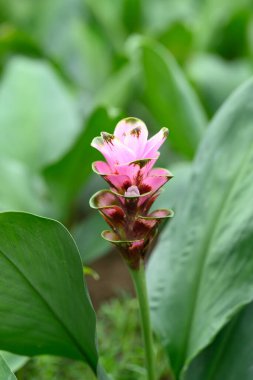 Yağmur mevsiminde açan Pembe Curcuma alismatifolia çiçeği veya Siyam lalesi, Tayland