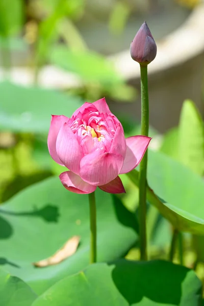 Розовый Цветок Лотоса Цветущий Пруду — стоковое фото