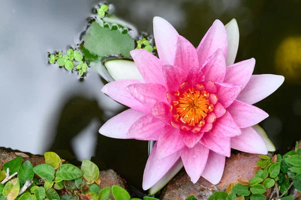 Rosa Seerosenblüte Blüht Teich Draufsicht — Stockfoto
