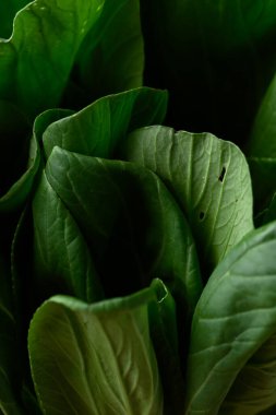 Bok choy veya Pak choi (Çin lahanası) desenli yaprak arka planı