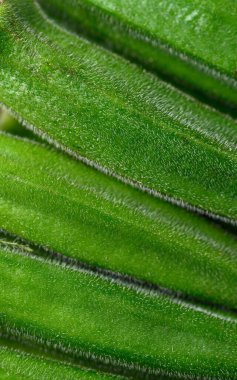 Taze yeşil bamya desenli arka plan, organik sebzeler.