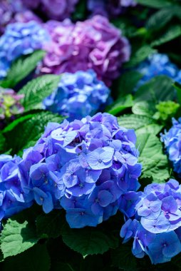 Süslü bahçede mavi ortanca çiçekleri açar.