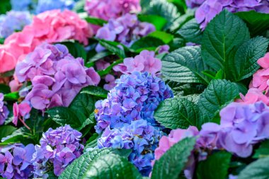 Pembe ve mavi ortanca çiçekleri süs bahçesinde çiçek açar.