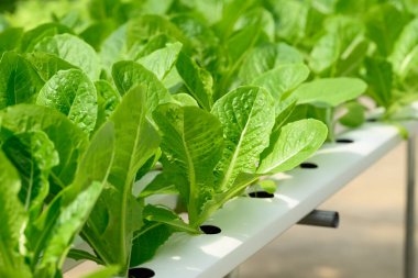 Serada yetişen sebzeler (marul)