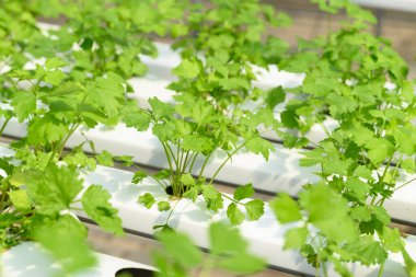 Serada yetişen bitkiler (kişniş)