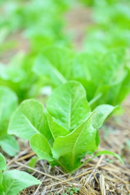 Organik yeşil, organik bahçede yetişen marul bitkisi, sürdürülebilirlik tarımı,