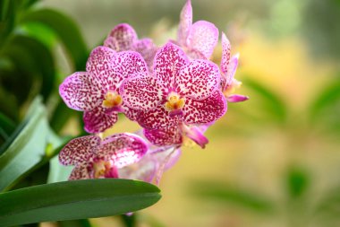 Bahçede çiçek açan pembe Vanda orkidesi, bahar mevsimi.