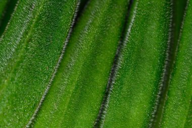 Taze yeşil bamya desenli arka plan, organik sebzeler.