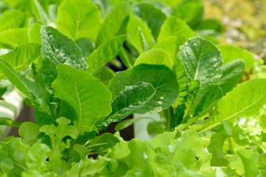 Serada yetişen sebzeler (marul)