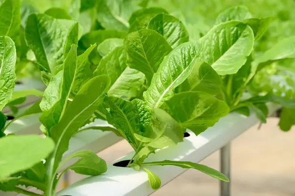 Serada yetişen sebzeler (marul)