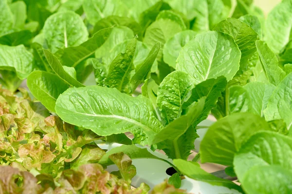 Serada yetişen sebzeler (marul)