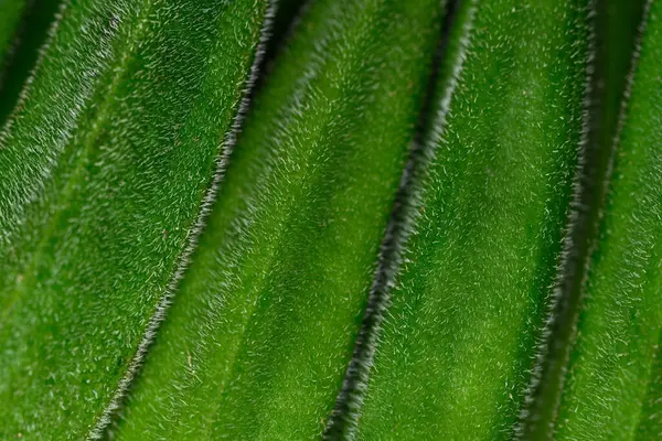 Taze yeşil bamya desenli arka plan, organik sebzeler.