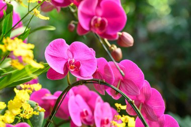 Pembe Phalaenopsis orkide çiçeği, baharda bahçede çiçek açar.