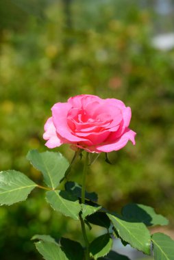 Güzel pembe gül çiçeği yeşil arka planda, bahar ya da yaz mevsiminde