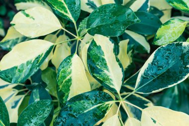 İki renkli cüce ağaç yaprağı, su damlası, doğa arkaplanı.