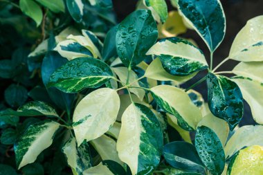 İki renkli cüce ağaç yaprağı, su damlası, doğa arkaplanı.