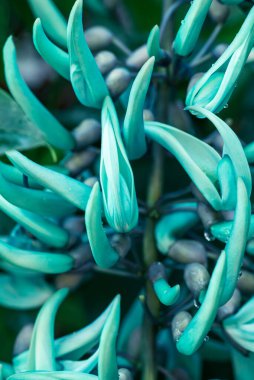 Yeşil Yeşim Asması veya Zümrüt Sarmaşığı (Strongylodon makrobotrisi), Tropikal süs bitkisi