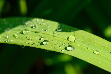 Taze yeşil yaprak ve güneşli bir günde su damlası.