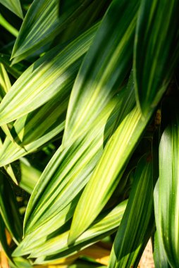 Güneşli bir günde yeşil yaprak bitkisi