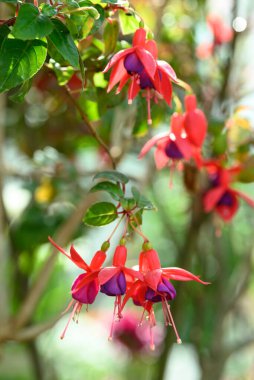 Bahçede kırmızı fuşya çiçeği dekoru