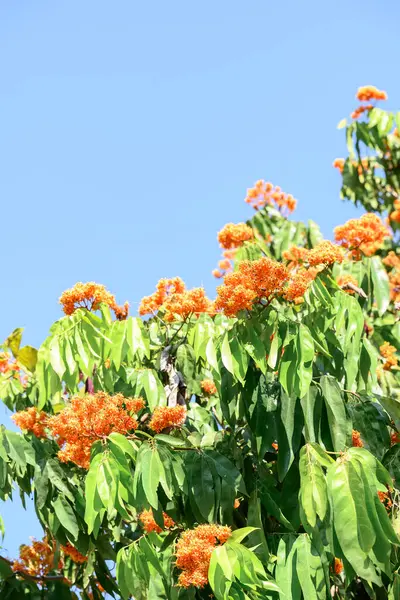 Beautiful Orange Ashoka tree flower blooming in garden with blue sky, Summer season, Thailand