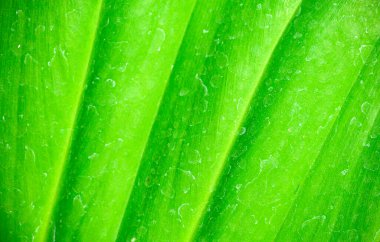 Yeşil yaprak dokusu, doğa deseni arkaplanı