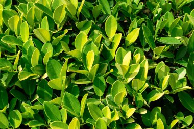 Arkaplan için yeşil yapraklar (Banyan ağacı veya Ficus annulata) deseni