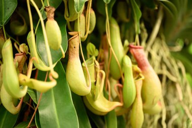 İhtiyaçlar, tropikal sürahi bitkileri ya da süs bahçesindeki maymun bardakları