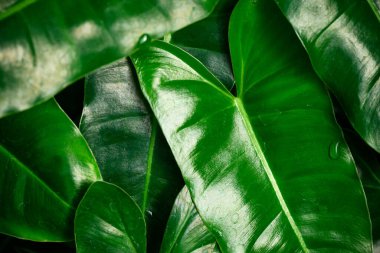 Taze yeşil Philodendron yaprakları dokusu, doğa arkaplanı