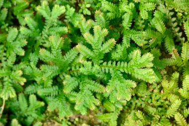 Green Selaginella, spikemoss or lesser clubmoss, Fresh leaf nature texture background