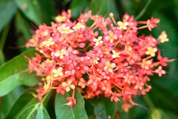 Orange red Ashoka tree flower blooming in ornamental garden